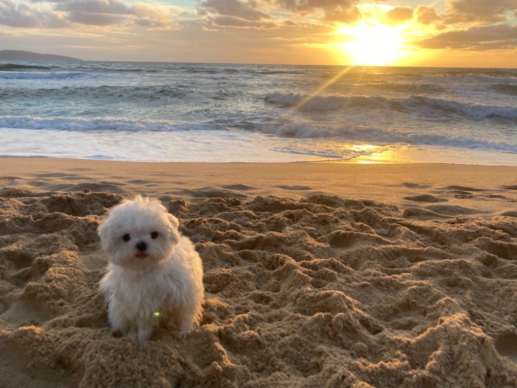 du royaume de cléopatre - Rio à la plage