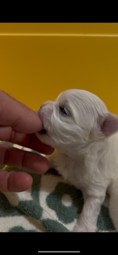 du royaume de cléopatre - Chiot disponible  - Bichon maltais