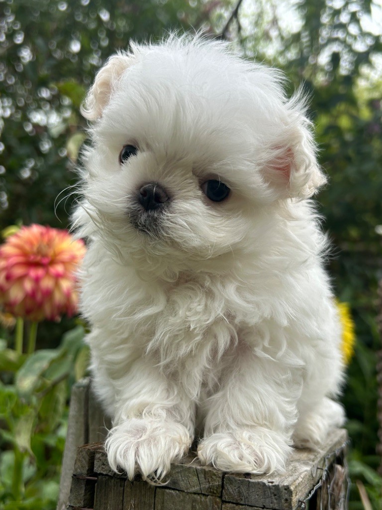 chiot Bichon maltais du royaume de cléopatre