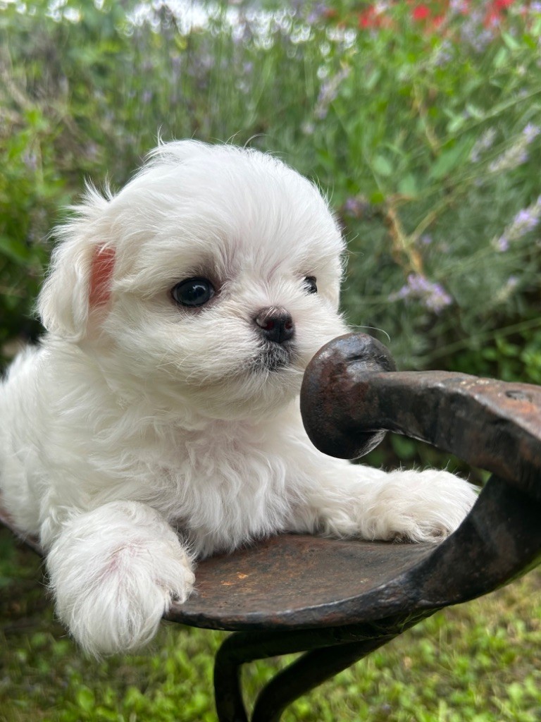 du royaume de cléopatre - Chiot disponible  - Bichon maltais