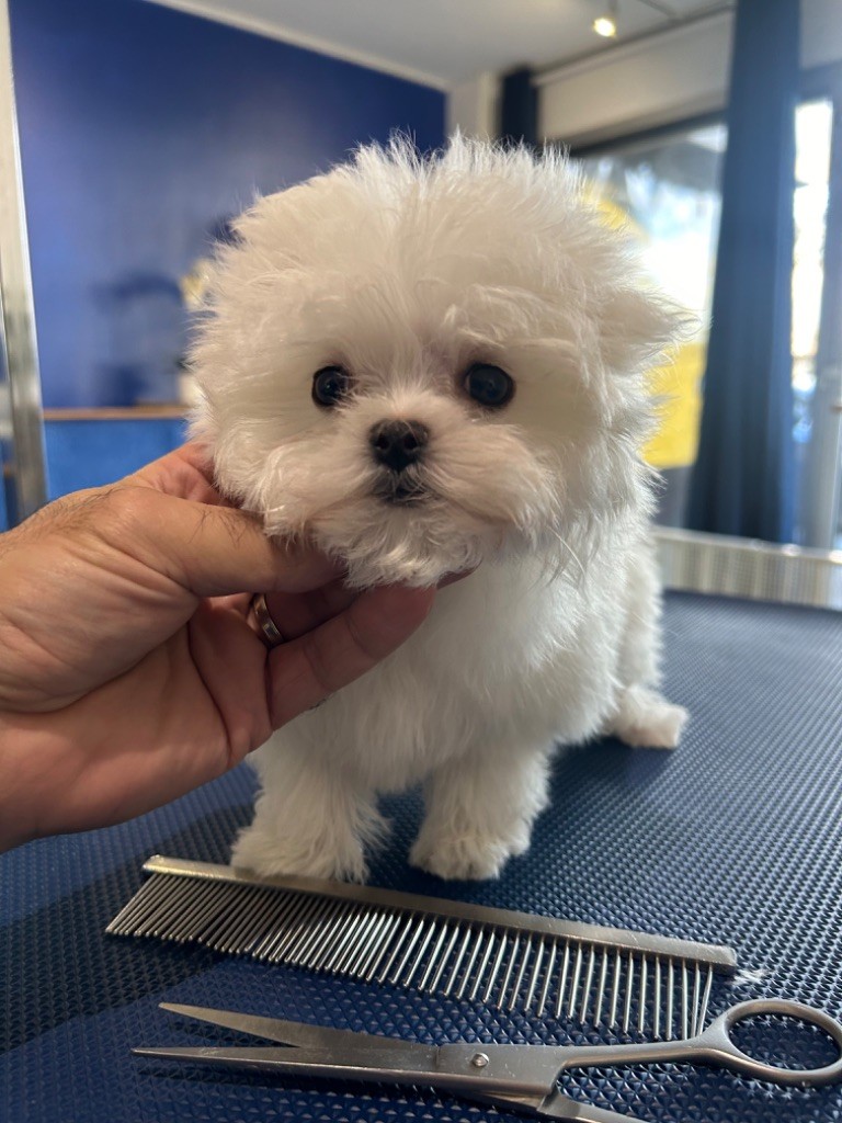 du royaume de cléopatre - Chiot disponible  - Bichon maltais