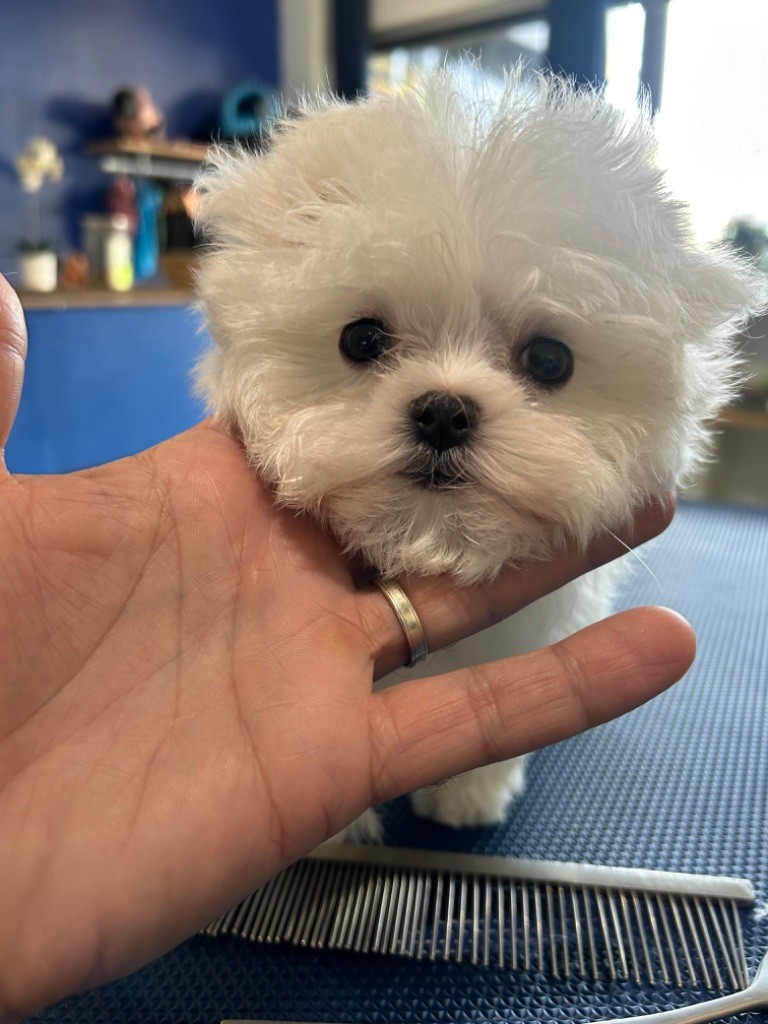 chiot Bichon maltais du royaume de cléopatre