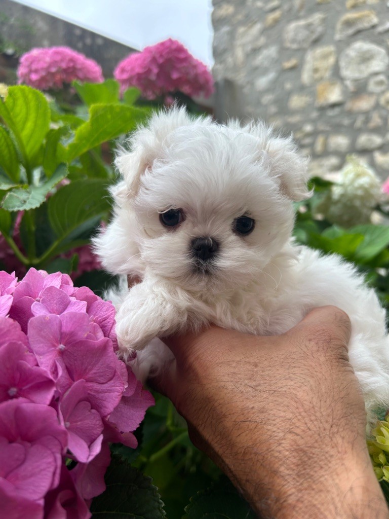 du royaume de cléopatre - Chiot disponible  - Bichon maltais