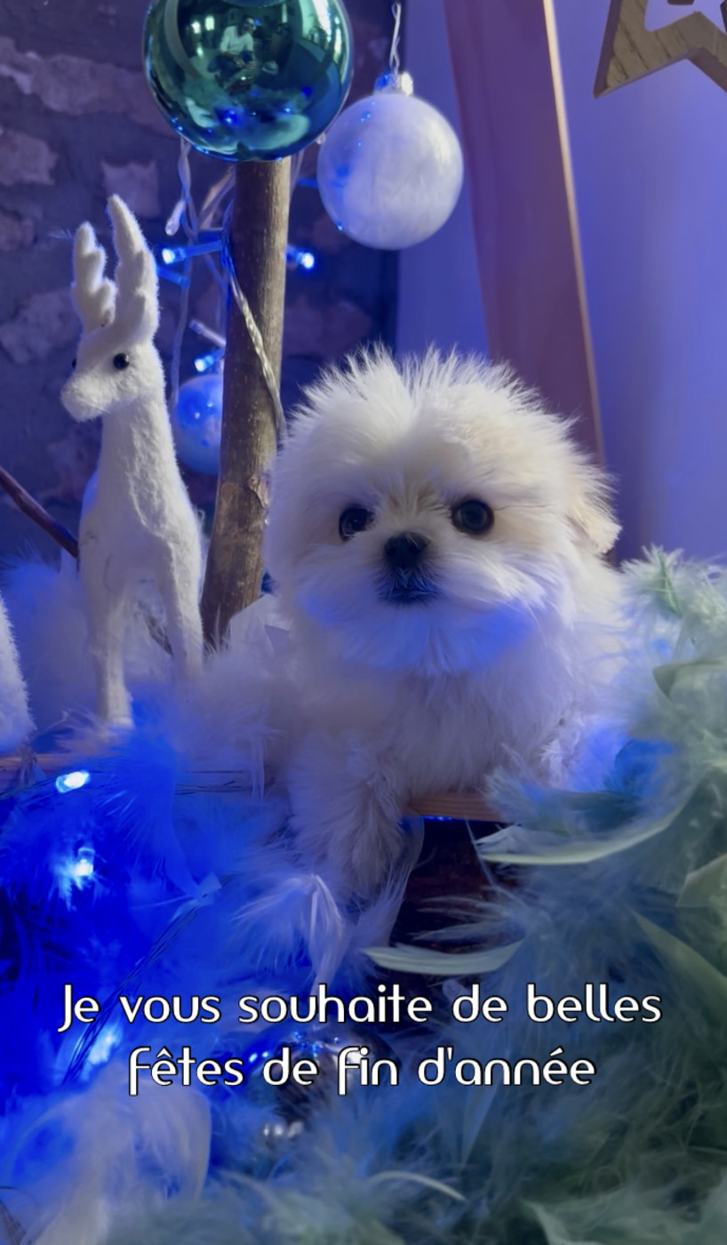 Bonnes fêtes de fin d'année