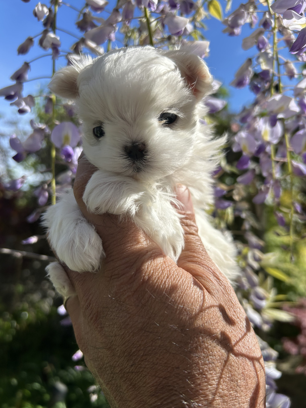Toute mini