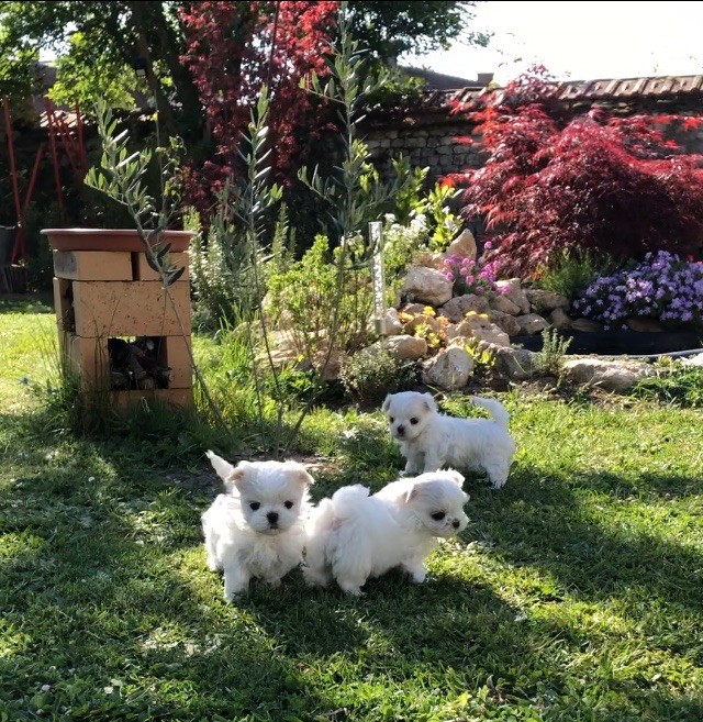 du royaume de cléopatre - Profitons du jardin