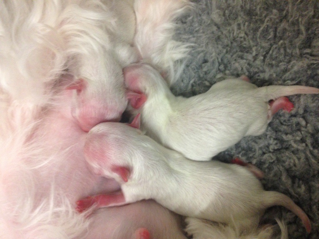 du royaume de cléopatre - Et voilà les bébés sont nés !