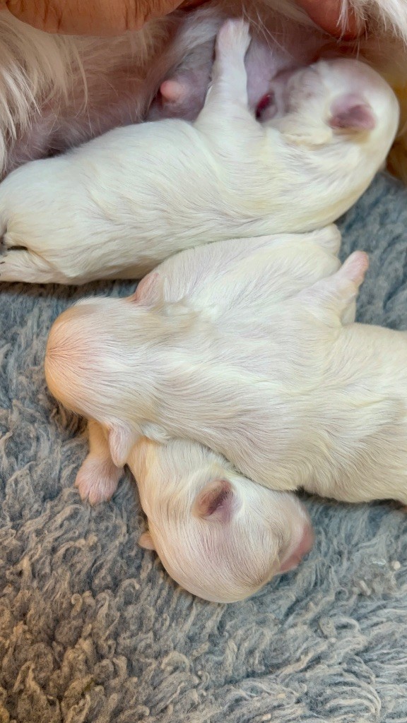 du royaume de cléopatre - Chiots disponibles - Bichon maltais