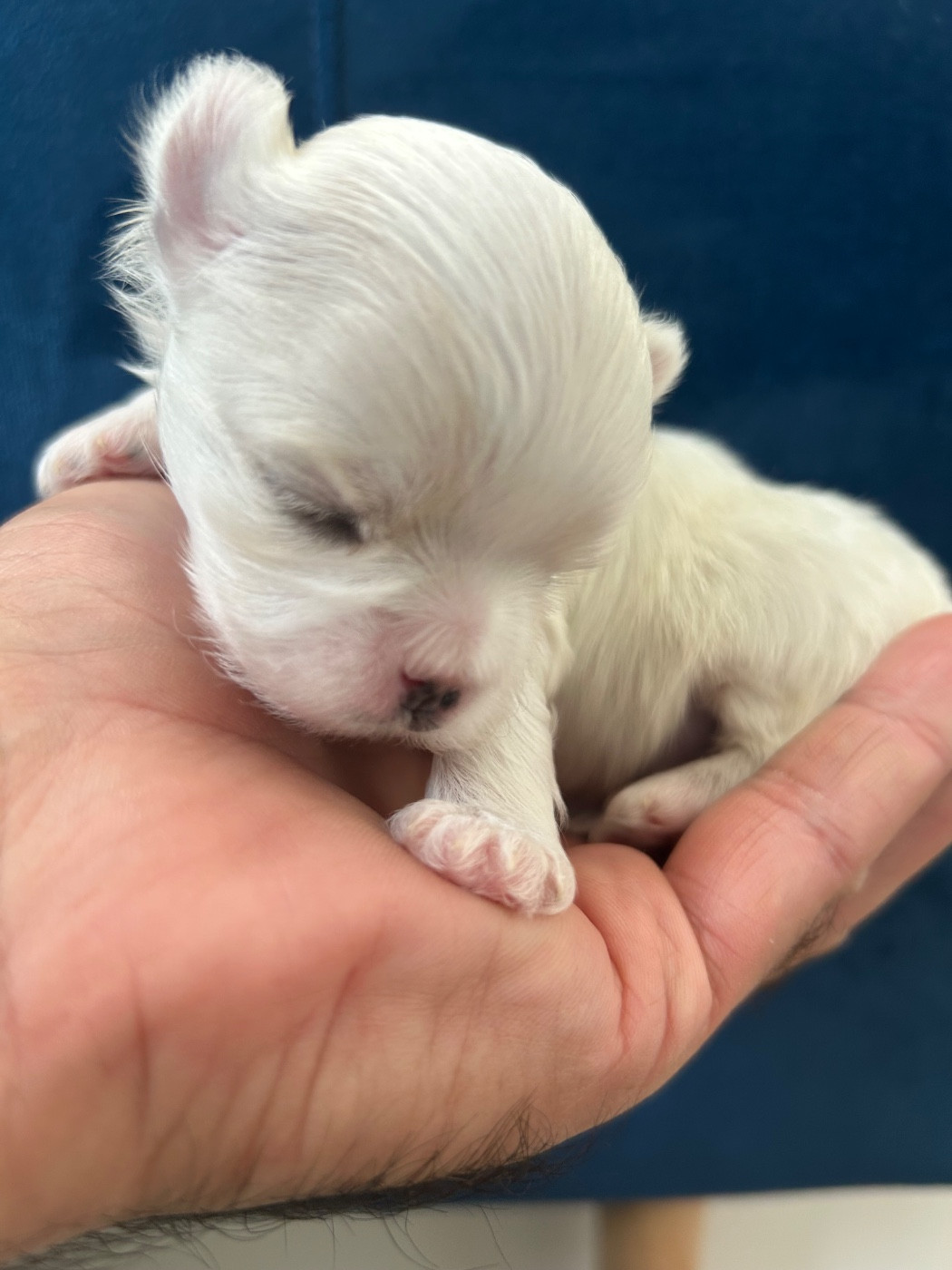 du royaume de cléopatre - Chiots disponibles - Bichon maltais