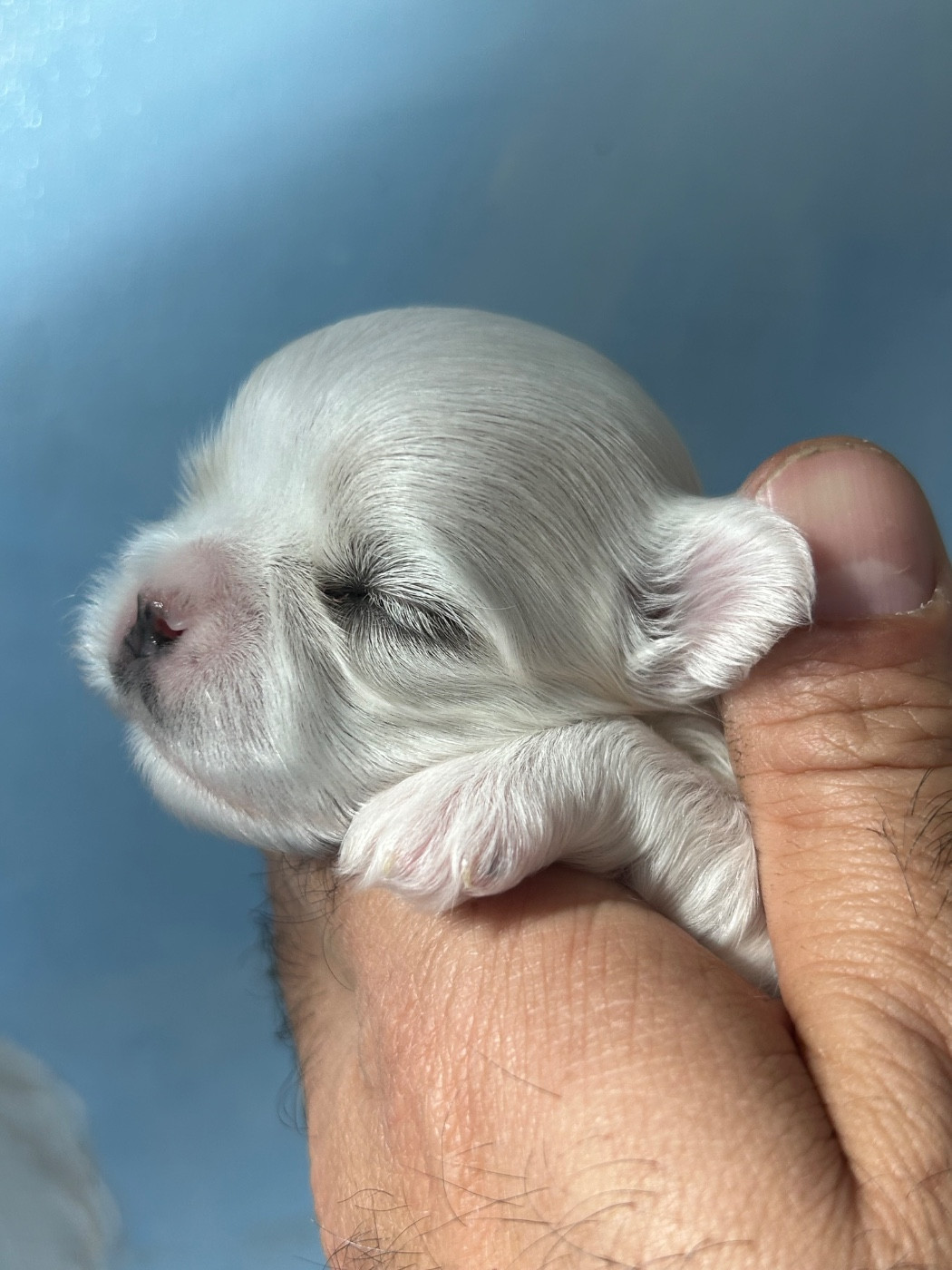 Chiot Bichon maltais du royaume de cléopatre