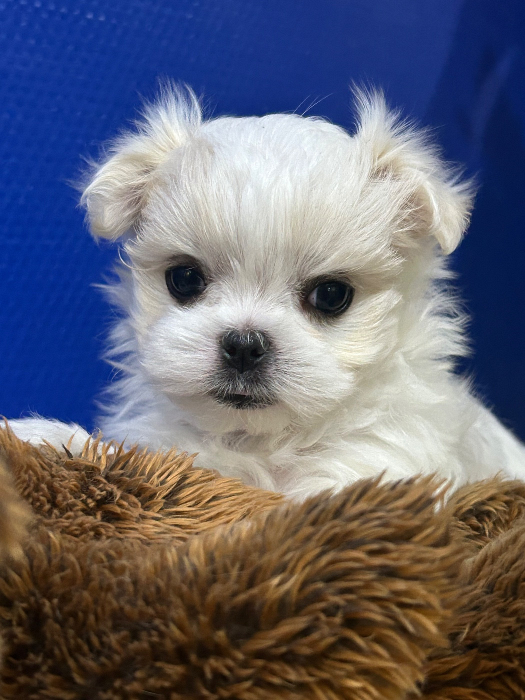 Chiot Bichon maltais du royaume de cléopatre