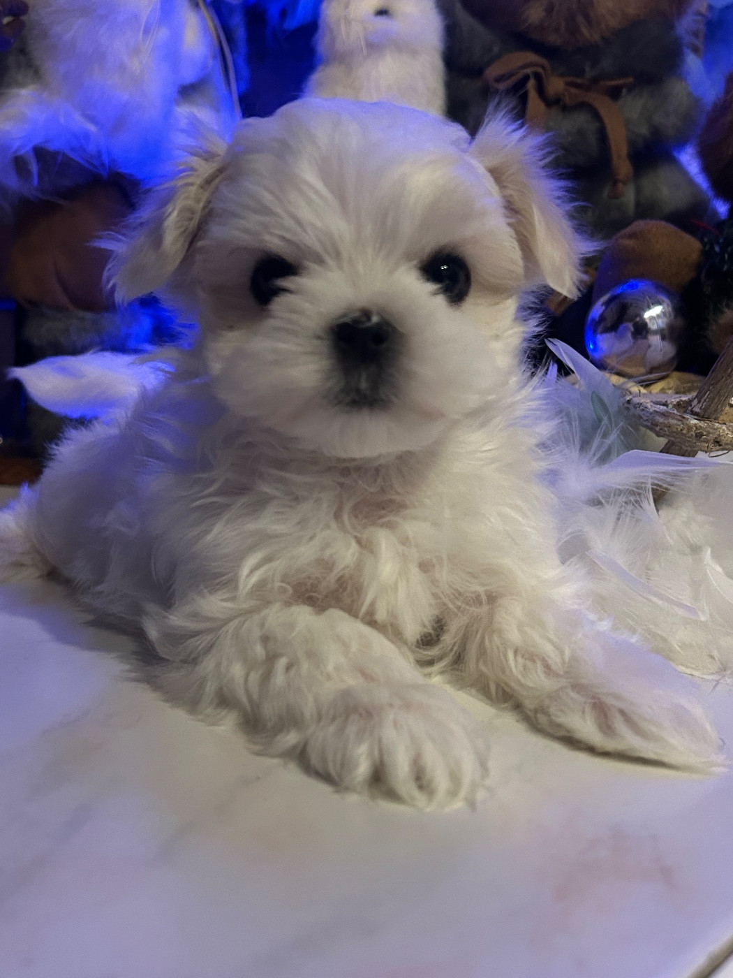 du royaume de cléopatre - Chiots disponibles - Bichon maltais