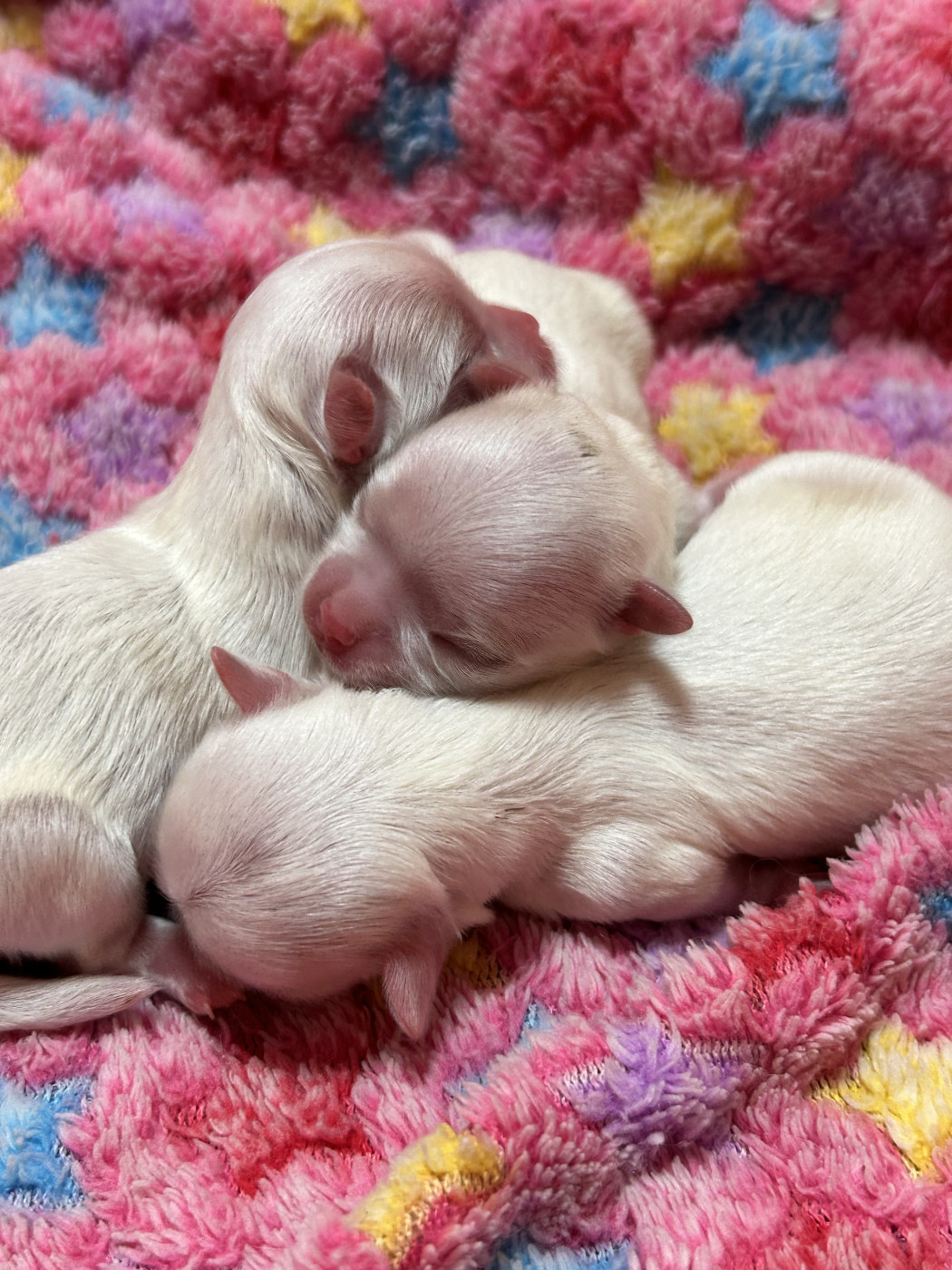 du royaume de cléopatre - Chiots disponibles - Bichon maltais
