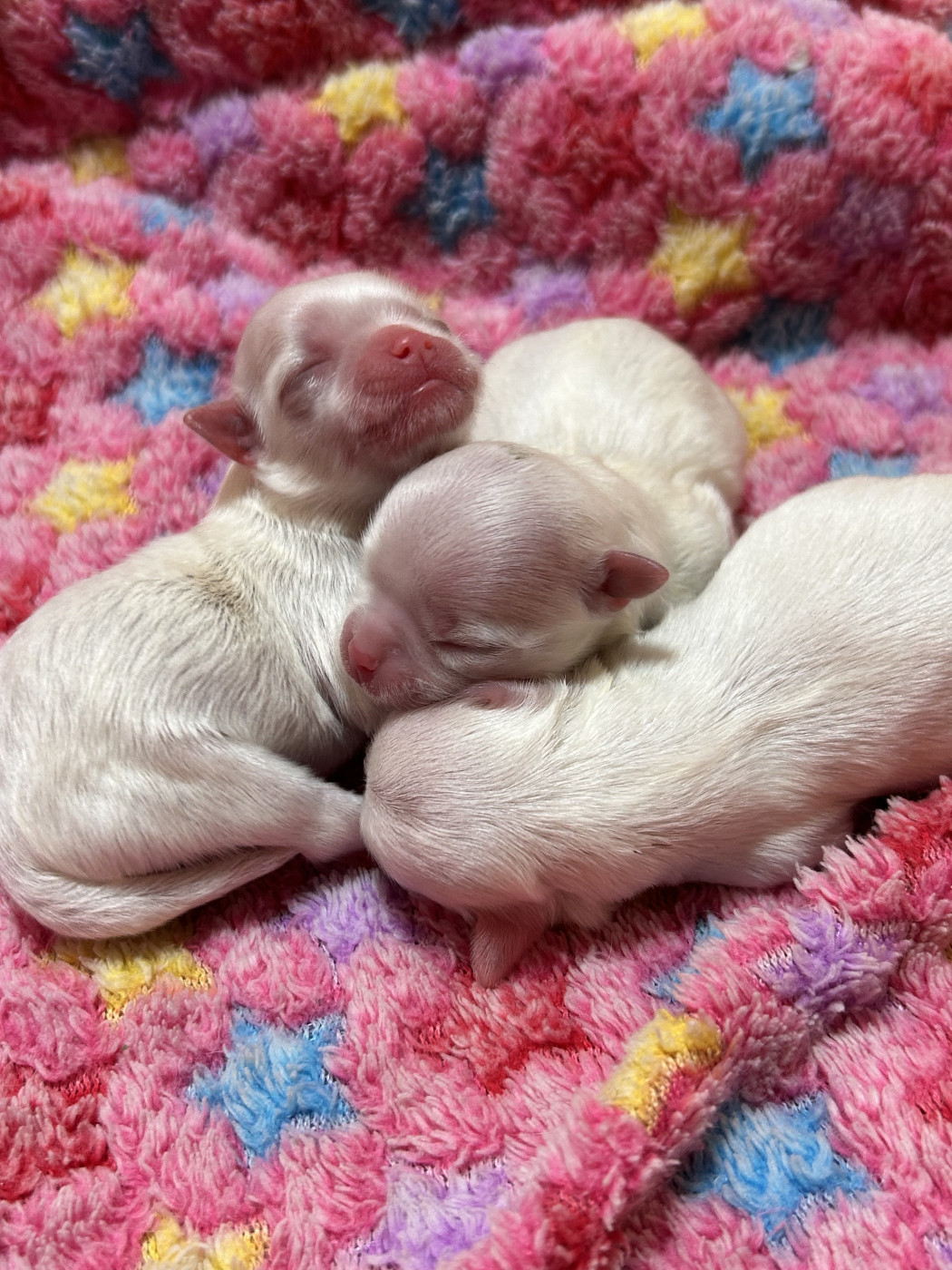 du royaume de cléopatre - Chiots disponibles - Bichon maltais