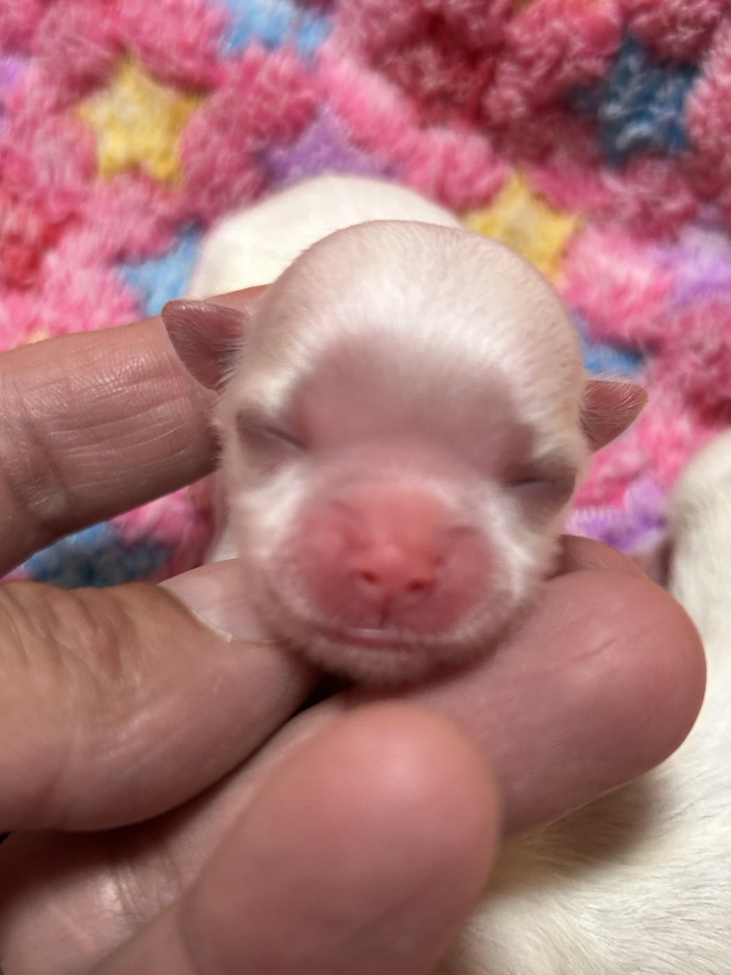 du royaume de cléopatre - Chiots disponibles - Bichon maltais