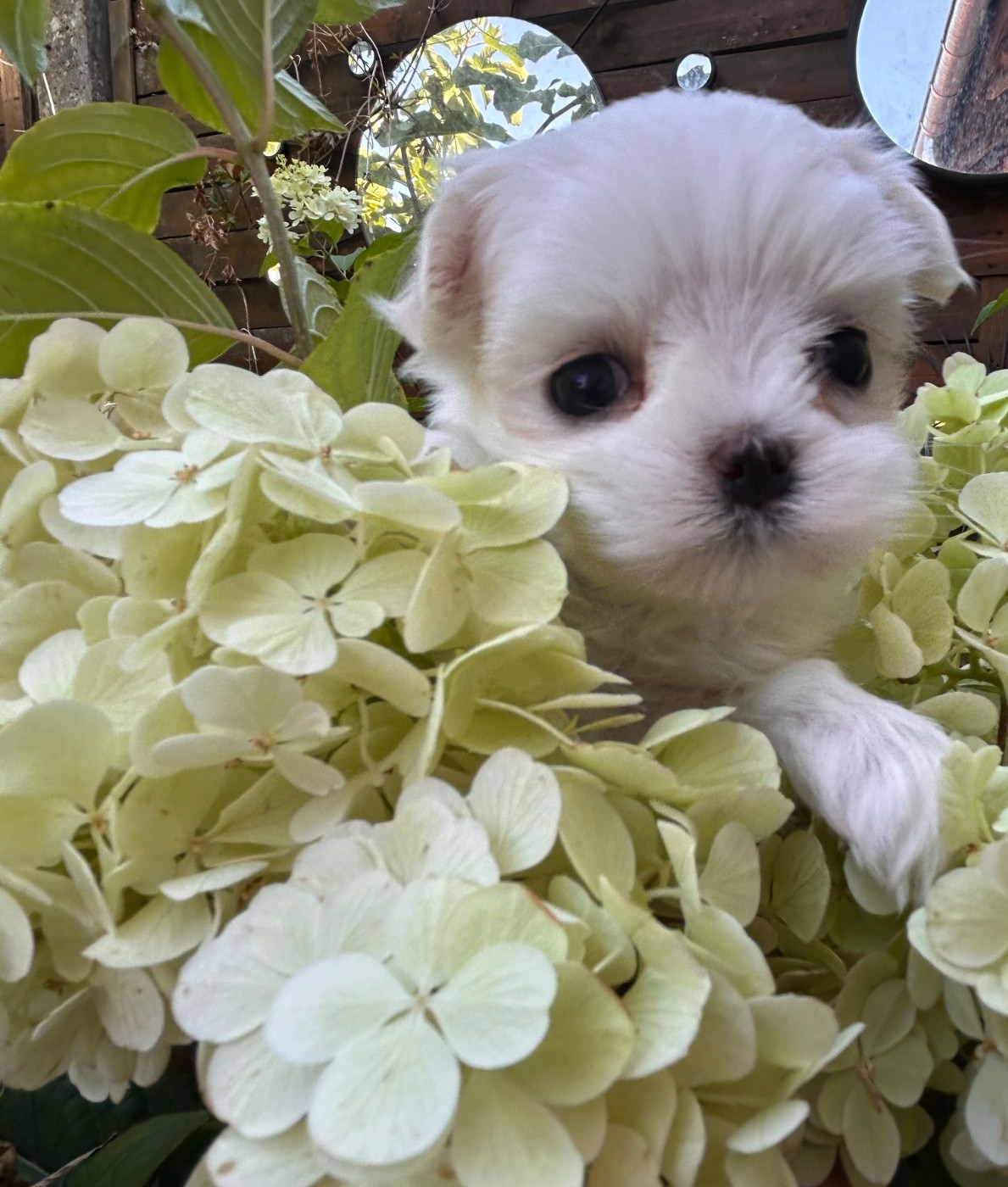 du royaume de cléopatre - Chiots disponibles - Bichon maltais