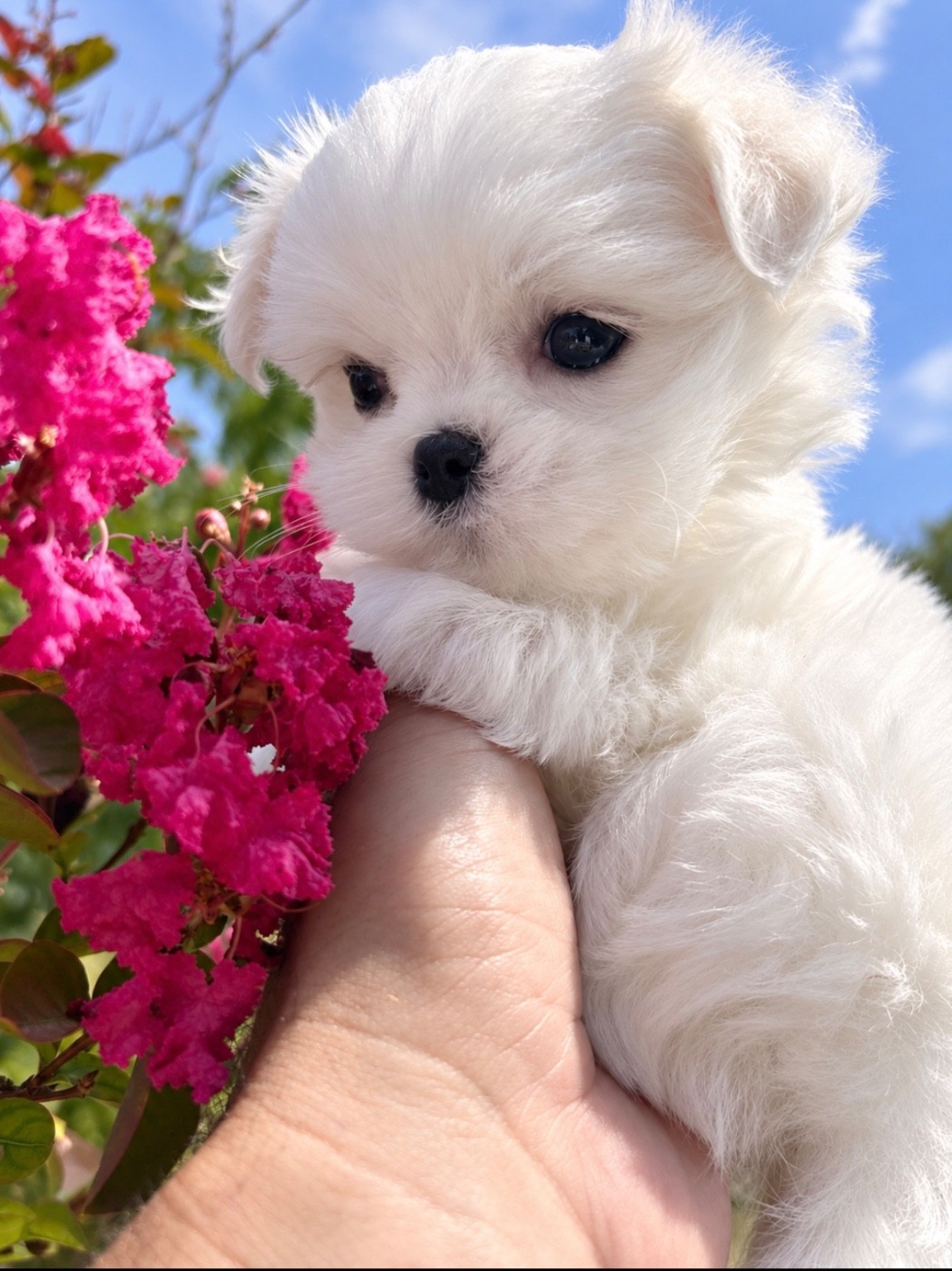 du royaume de cléopatre - Chiots disponibles - Bichon maltais