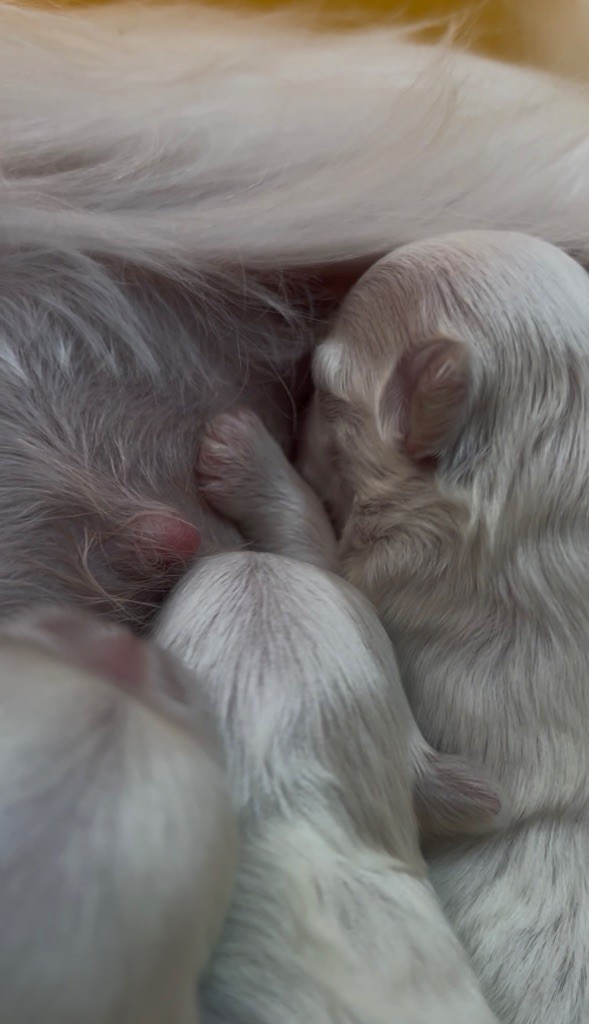 du royaume de cléopatre - Chiots disponibles - Bichon maltais