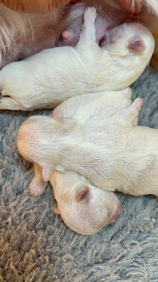CHIOT 2