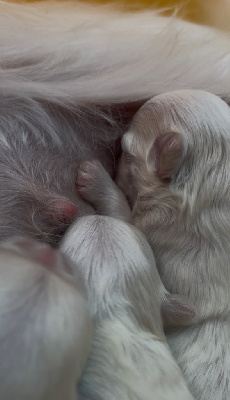 CHIOT 3