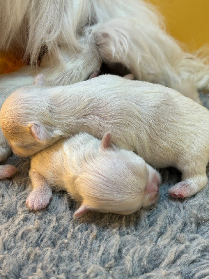 CHIOT 1