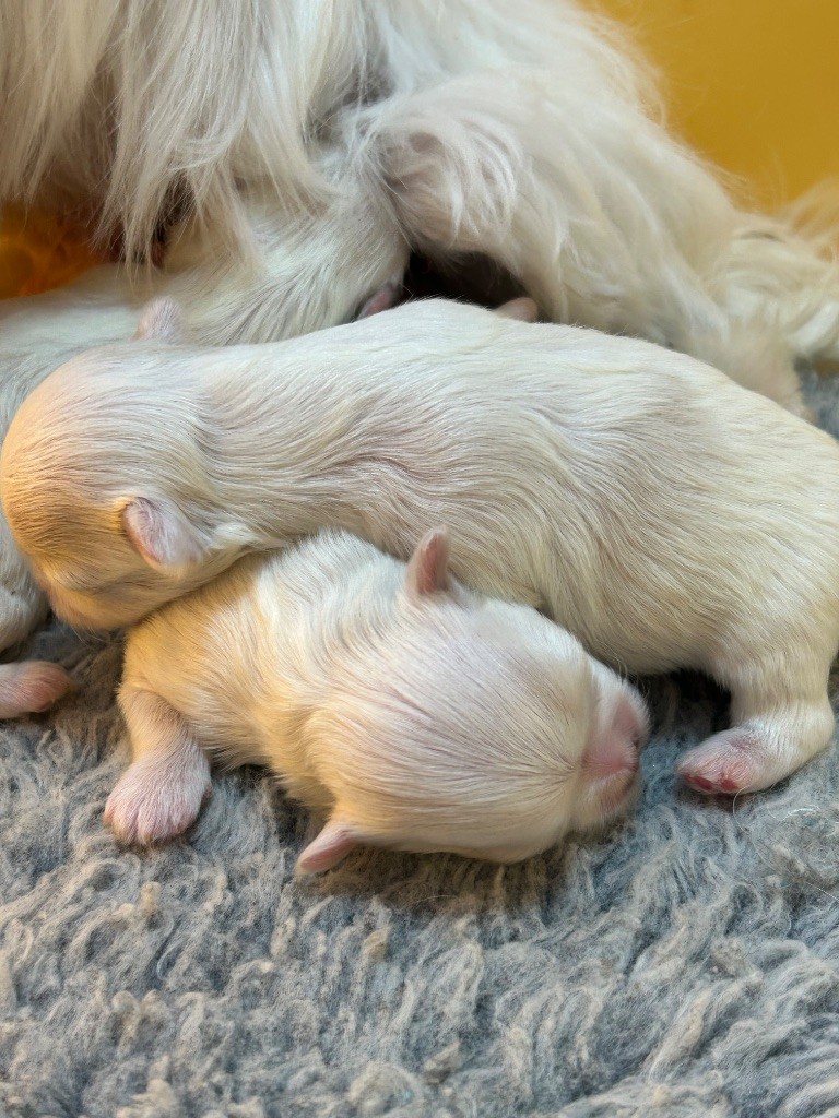 du royaume de cléopatre - Chiots disponibles - Bichon maltais