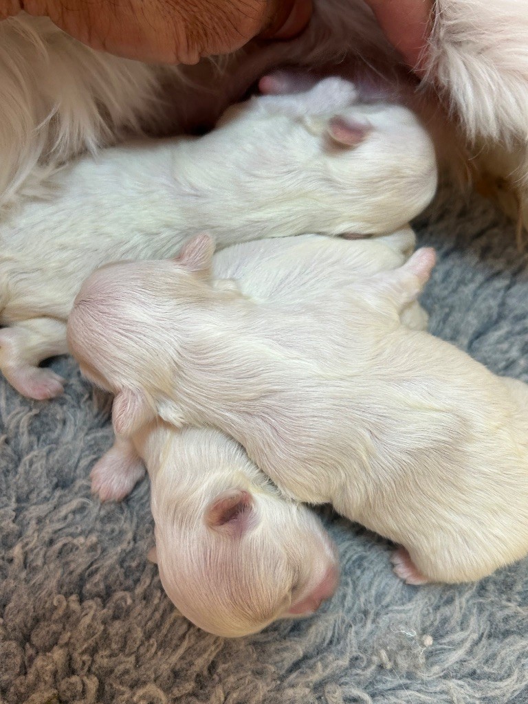 Chiot Bichon maltais du royaume de cléopatre
