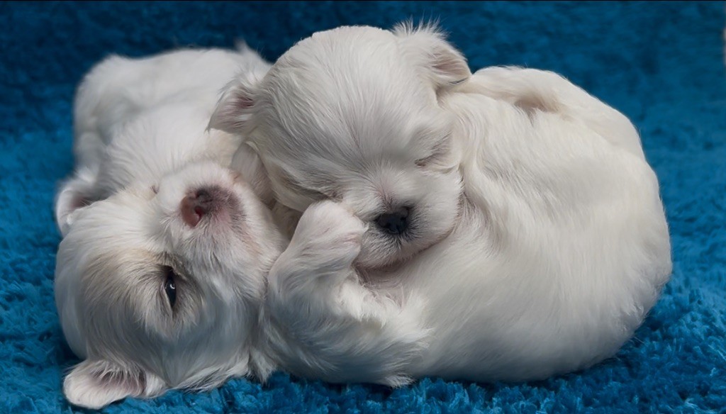 du royaume de cléopatre - Chiots disponibles - Bichon maltais