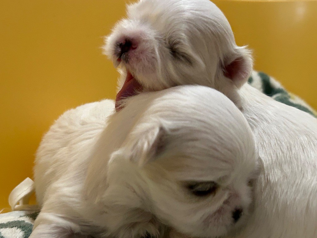 Chiot Bichon maltais du royaume de cléopatre
