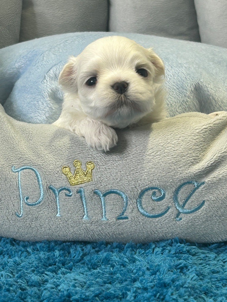 du royaume de cléopatre - Chiots disponibles - Bichon maltais